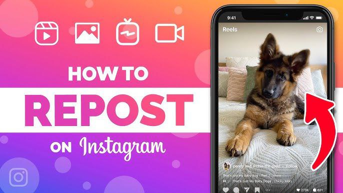 मोबाइल स्क्रीन पर Instagram Repost फीचर के साथ एक बिल्ली की वीडियो