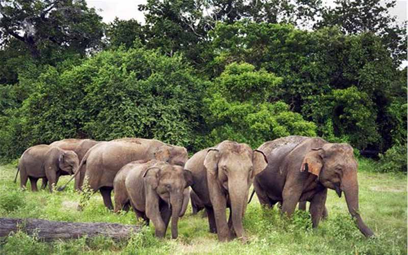 भारत में हाथियों को देखने के स्थल – Ethical & Sustainable Tourism गाइड 2 "काज़ीरंगा और मानेस नेशनल पार्क के खुले मैदान में चरते हाथियों का झुंड"