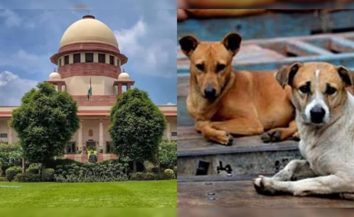 “Supreme Court of India, Delhi, stray dogs verdict 2025”