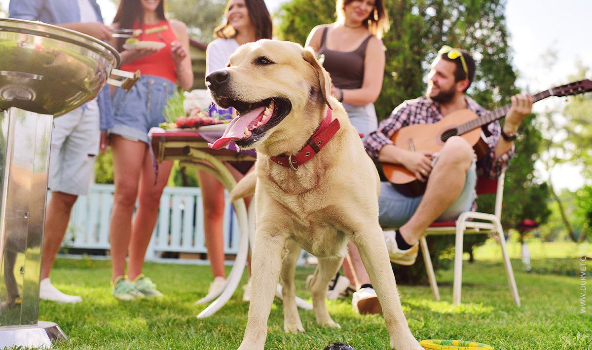 Feeding zone for stray dogs in Delhi, Supreme Court 2025”